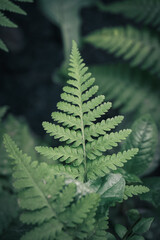 green fern leaves closeup image © Hanif