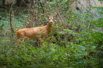 Wild Roe Deer Standing in Dense Green Forest Thicket © LeonHansenPhoto