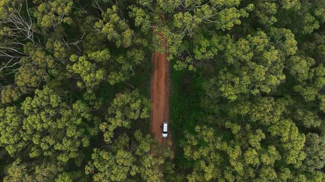 Aerial view of a white car driving on a dirt road through the dense karri trees of Boranup Forest in Boranup, Western Australia, Australia.