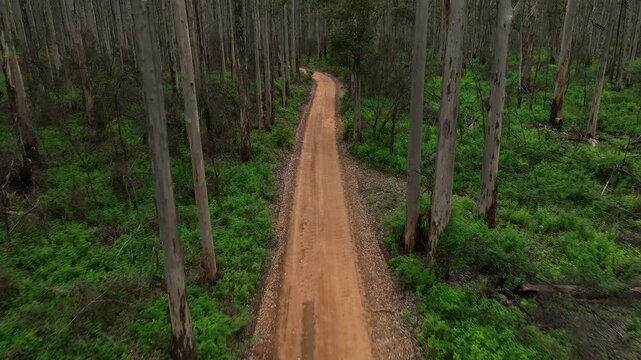 Aerial view of a dirt road winding through the tall karri trees and lush green undergrowth of Boranup Forest in Boranup, Western Australia, Australia.