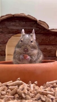 Degu holds a nut in its front paws and eats it inside an enclosure