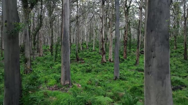 Aerial view of the towering karri trees in Boranup Forest with lush green ferns covering the forest floor in Boranup, Western Australia, Australia.