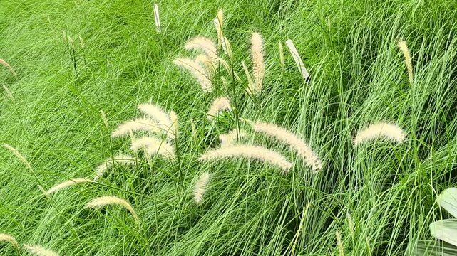 Lush Fountain Grass Swaying in Green Field. Serene close-up shot of fluffy ornamental fountain grass plumes gently moving in a vibrant green meadow. Nature video 4k 60fps.