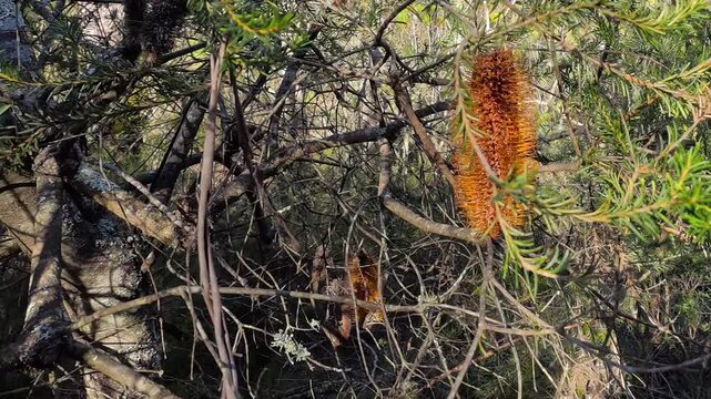 Orange Banksia Ericifolia Flower in Australian Bushland