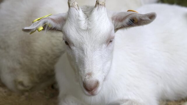 White Young Goat Resting In Farm Pen