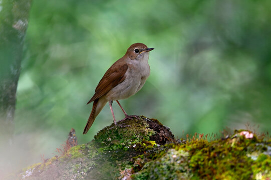 Nachtigall // Nightingale (Luscinia megarhynchos)
