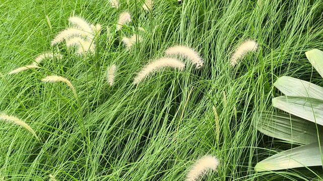 Lush ornamental fountain grass sways gently in a serene garden. Vibrant green foliage and soft feathery plumes create a tranquil natural atmosphere. Nature video 4k 60fps