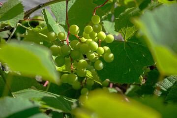 Cluster of unripe green grapes hanging from a vine amidst lush foliage © Irene Kulinchyk