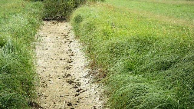 Drought river affected wetland, dry creek stream seasonal degraded marsh, freshwater ecosystem water scarcity, climate change, reduced rainfall, high temperatures, and water diversion for agriculture