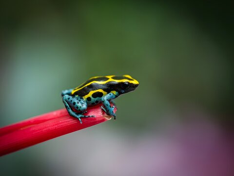 Close-up of vibrant poison dart frog perched on bright red tropical flower stem