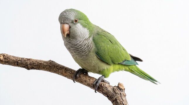 Cute green monk parakeet bird perched gracefully on a tree branch isolated on a white background backdrop
