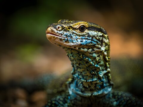Close-up green viper snake head with forked tongue flicking in natural habitat