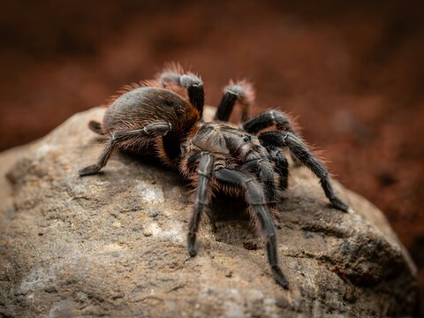 Close-up macro shot of venomous tarantula spider on rough bark texture in natural habitat