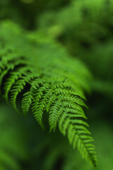 Close up of a lush green fern leaf in a dark summer forest. © Olga