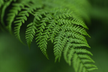 Detailed close up of a beautiful green fern frond in the woods. © Olga