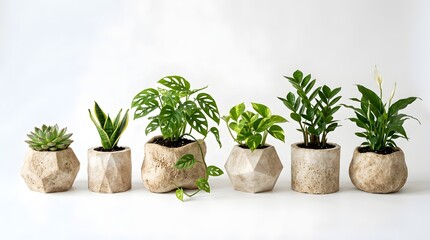 Fototapeta premium Collection of indoor houseplants in sustainable organic textured planters on a clean white background