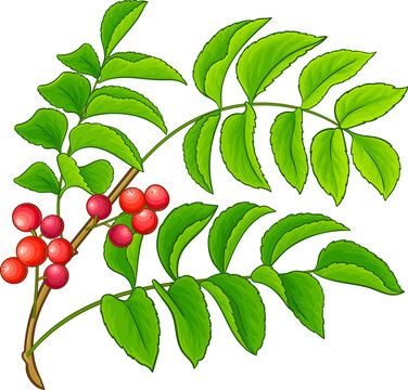 Chilean Hazelnut Branch with Flowers, Berries and Leaves Colored Detailed Illustration. Essential oil ingredient for cosmetics, spa, aromatherapy, health care, alternative medicine.