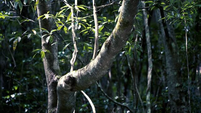 清流の光が森の木の幹に反射して煌めく自然の風景