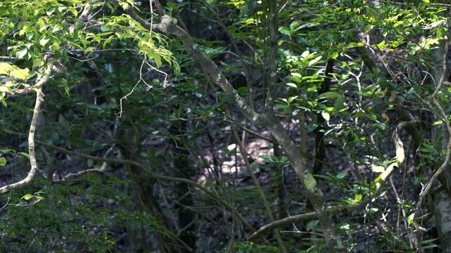 清流の光が森の木の幹に反射して煌めく自然の風景
