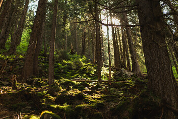 Magical morning sunlight illuminating green moss and rocks in a dense coniferous forest. © Olga