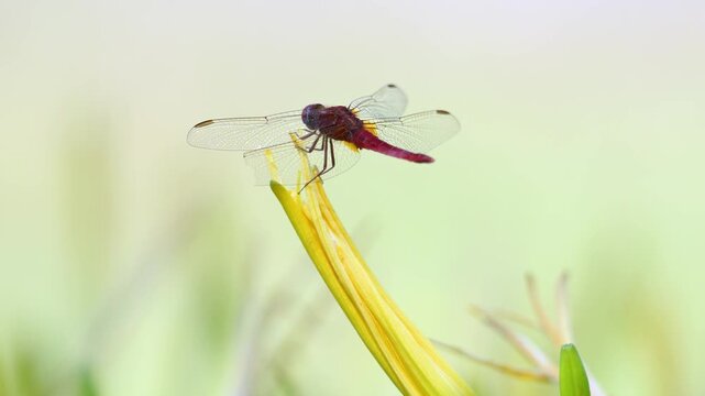 Mature male Red darter resting on the lookout on a on a withered flower of hemerocalle in summer. Crocothemis erythraea, Hemerocallis sp, Indre-et-Loire 37, r&eacute;gion Centre Val de Loire, France, Europe