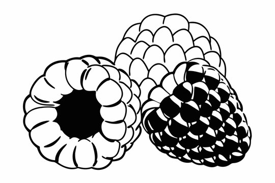 Raspberry berry fruit group shown as a clean black and white vector illustration for culinary arts and healthy diet designs