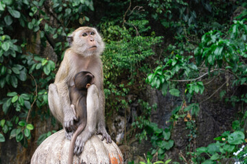 Mother Macaque Monkey Nursing Baby at Batu Caves in Kuala Lumpur Malaysia © Ci.Exp