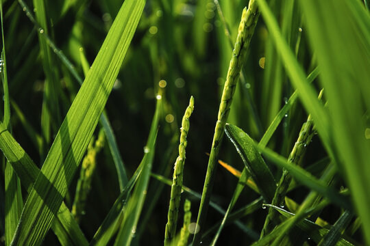 Close up shot of young green paddy ears growing in rice field with dew drops in morning sunlight