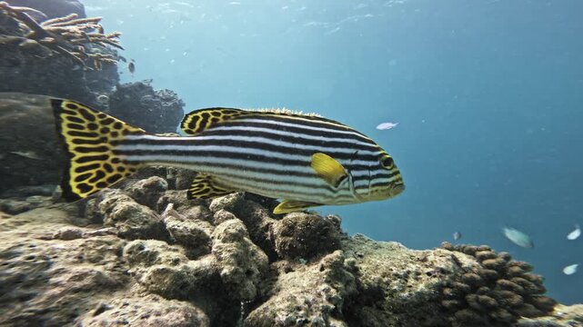 Close underwater tracking shot of an adult oriental sweetlips swimming beside a tropical coral reef, displaying bold black and white stripes and yellow spotted fins in the Maldives.