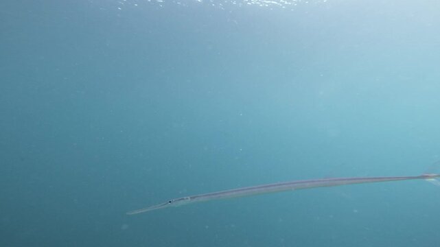 A long, slender bluespotted cornetfish glides through sunlit tropical water above a small group of reef fish in a shallow lagoon in the Maldives.