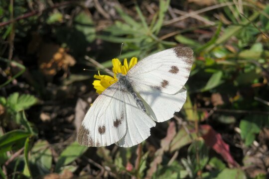 White cabbage butterfly on yellow flower in the meadow