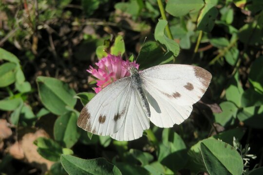 White cabbage butterfly on clover flower in the meadow
