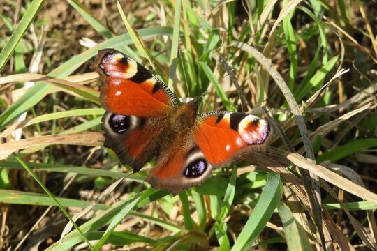 Beautiful Peacock butterfly on grass in the garden, closeup