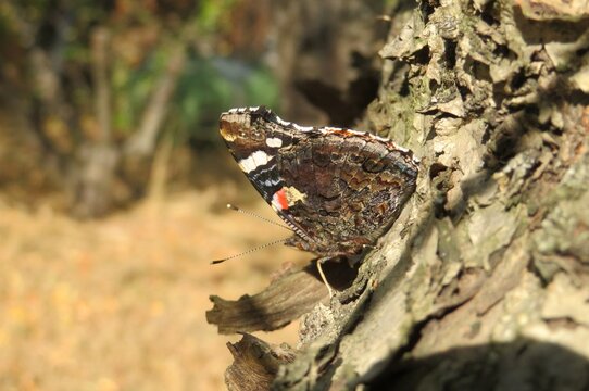 Admiral butterfly in autumn garden, closeup