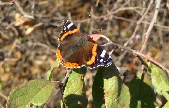 Admiral butterfly in autumn garden, closeup
