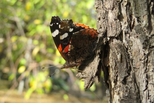 Admiral butterfly in autumn garden, closeup