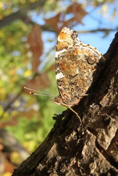 Admiral butterfly in autumn garden, closeup
