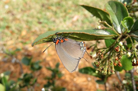 Hairstreak butterfly on leaf in Florida nature
