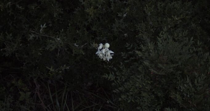 Botanical footage of White Yucca Flowers, Yucca filamentosa (Adam's needle), standing out against dense dark green foliage, creating a moody natural scene in soft, subdued light.