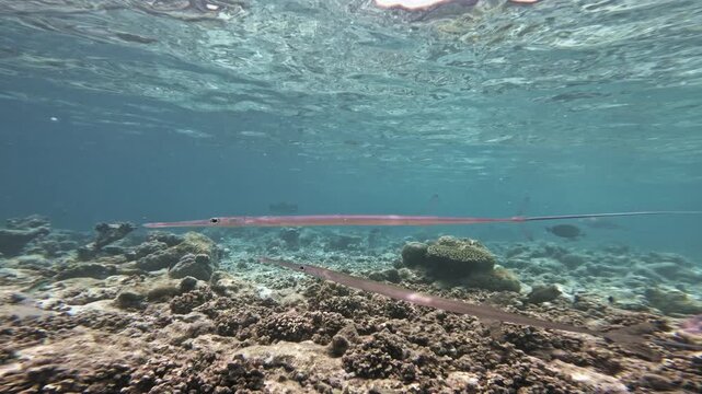 A low underwater camera tracks several slender cornetfish gliding together above coral rubble and living reef formations in the sunlit shallows of the Maldives as smaller tropical fish pass nearby.