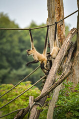 A spider monkey climbing on wooden structures and ropes, showing its agility and long tail. The moment captures natural animal behavior in an outdoor environment.   © doda