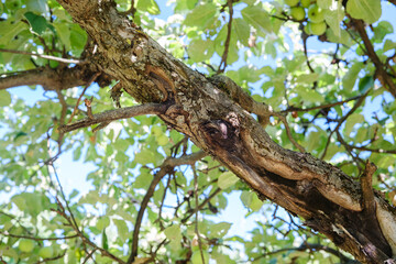 Fototapeta premium Apple tree branch with green leaves and unripe fruit against a blue sky