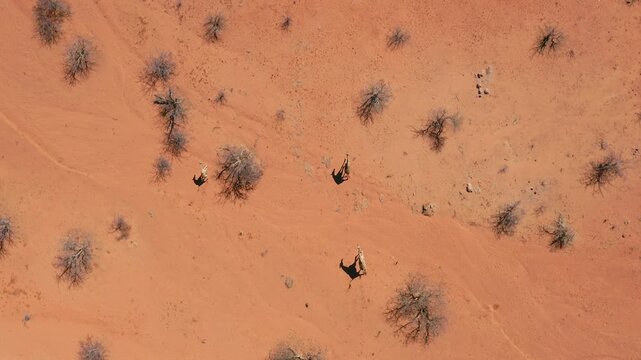 Overhead aerial view of babies Angolan Giraffes running in Etosha National Park