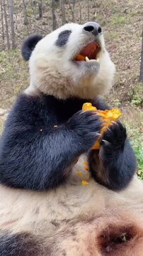 Hungry Panda Bear Holding and Devouring Fresh Orange Pumpkin