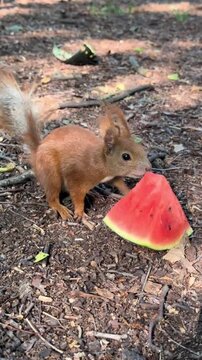 Red Squirrel Eating Watermelon Slice on Forest Floor