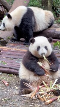 Hungry Panda Bears Foraging and Feeding on Fresh Bamboo