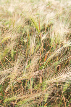 Beautiful Close Up of Young Green Barley Ears in Field