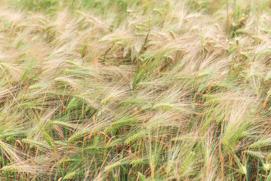 Beautiful Young Green Barley Field Background in Wind