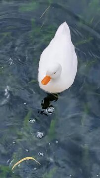 white duck swimming