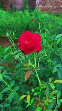 Blooming Red Rose Plant Growing in Lush Garden Setting